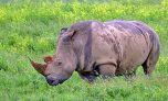 ����� ������� (Ceratotherium simum)  - ���� (����������)