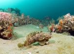 ����-���� (Opsanus tau)  - ���� (����������)