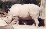����� ������� (Ceratotherium simum)  - ���� (����������)