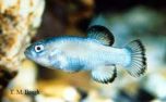 ���������� (Devil's Hole pupfish)  - ���� (����������)
