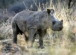 ����� ������� (Ceratotherium simum)  - ���� (����������)