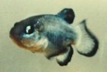 ���������� (Devil's Hole pupfish)  - ���� (����������)